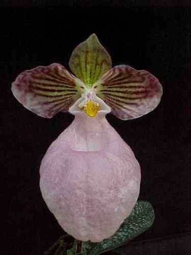 Paphiopedilum micranthum 